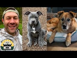 There's so much discussion on adopting "broken dogs" vs "perfect dogs" | The Asher House