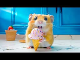 Challenge Hamster Fastest Escape Through the Rainbow Maze | Hamster Maze