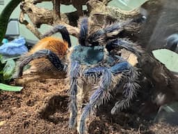 Chromatopelma cyaneopubescens, the Green Bottle Blue tarantula  rehouse and care