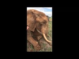 Elephant Bull Treated for Poison Arrow Wound | Sheldrick Trust