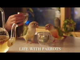 life with rescue parrots 🌿 our cosy daily routine & care tips