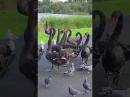 Swan found in New Zealand