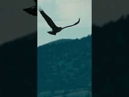Yima drops this Friday ❤️ #melodic #turkic #goldeneagle #eagle #nature  #trance #techno #progressive