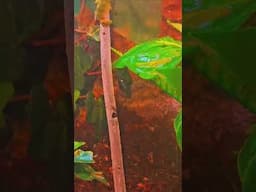 White's Tree Frogs