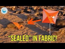 Seal TRAPPED in Radar Reflector Cover