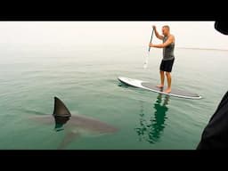 10 Mins That’ll Make You Fear Great White Sharks Forever