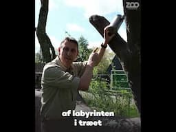 Chimpanseanlæg