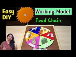 Working Model of Food Chain/how to make food chain model/best project for exhibition/Kansal Creation