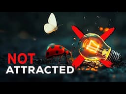 We Were Totally Wrong About Why  Insects Are Attracted To Lights!