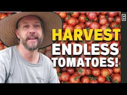 How We Grow 20ft Tall Tomatoes! | Greenhouse Tomatoes Tricks + Tips