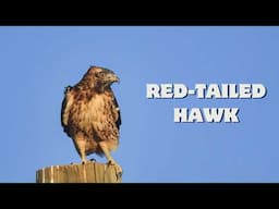 The Real Red Tailed Hawk Call – Listen to Its Iconic Screech! 🦅🔊