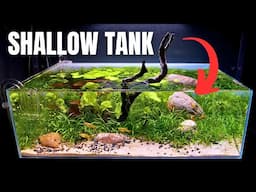 I MADE A SHALLOW AQUARIUM FOR BEAUTIFUL PLATIES & DWARF ORANGE CRAYFISH