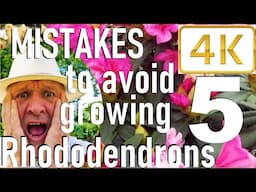 Never Make These Five Mistakes Planting and Growing Rhododendrons