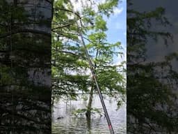 Thump! #bassfishing #fishingvideo #fish