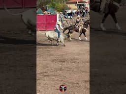 Penal para el america 🤣🤣 #toros  #tradiciones #caballos #futbol #america