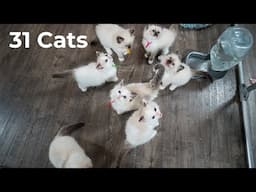 What is it like to live with 31 Ragdoll Cats | The Cat Butler