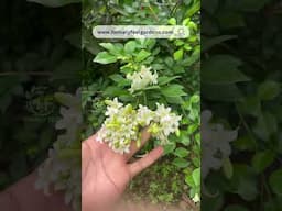 Murraya Paniculata/Maramulla/Kaminimulla/Orange Jasmine💚 visit www.homelyfeelgardens.com for orders