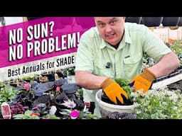Bloom in the Gloom: My Favorite Annuals for Shade (Proven Winners + More)