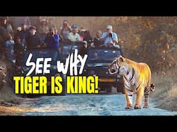 The Best Tiger Sighting in Panna Tiger Reserve - 4K Video Hindi | हिन्दी