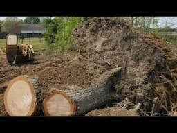 What to do with a tree root ball