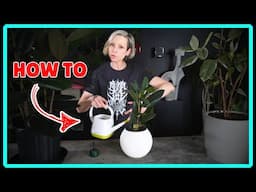 How To Water Rubber Plant
