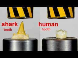 TOP INTERESTING VIDEOS WITH HYDRAULIC PRESS AND MORE