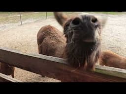 Animals on the Farm