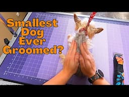 Experience This Dog's Unbelievable Grooming Makeover