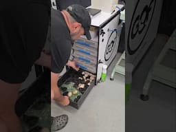 Hatching Ayam Cemani Chicks at Nichols County