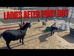 These Goats Attempted A Jail Break!! Farm Life