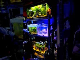 Room With a View 👀 #shorts #blackwateraquariums #fishkeeping #tannins #blackwater #fishroom