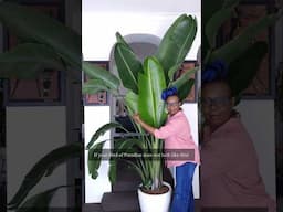 My plant is taller than me!! #birdofparadise