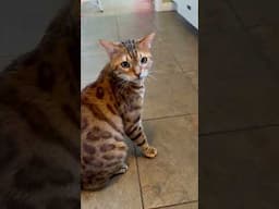 Olivier speaks #meows #cat #car #viralshort