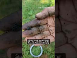Bringaraj Shampoo | கரிசலாங்கண்ணி ஷாம்பூ #shorts #diyshampoo