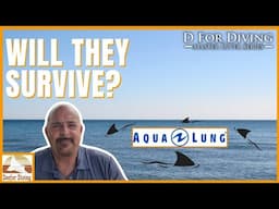 🔥 Aqualung’s Collapse: Will HEAD’s Takeover Sink Your Dive Gear?
