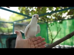 Best Friendly Singing Cockatiel Ever - Cockatiel Companion