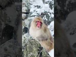 Some random snow monkey clips that you might enjoy 😊 #snowmonkeys #nagano #japan #shotoniphone