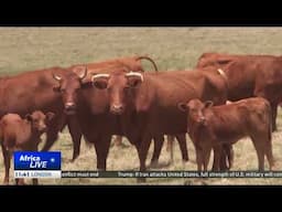 South Africa scrambles to contain foot-and-mouth disease outbreak