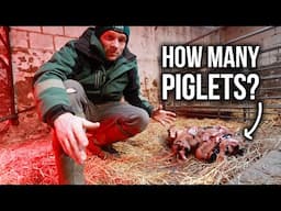 PIGLETS ARE HERE! - Surprise litter and lambing update