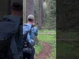 Yosemite Backpacking Bear Encounter With Cubs