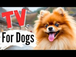 Dogs Roaming through China! 🐶🎥 Stunning Culture & Scenery Your Pup Will Love!