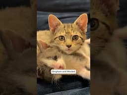 Orphaned kitten battles feline panleukopenia