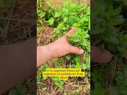 ¡Para qué es buena la menta! #Plantas