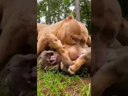 DOG AGGRESSION Or EDUCATION? #qbnkennel #americanbully #puppy