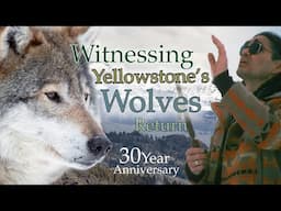 Witnessing Yellowstone's Wolves Return - 30 Year Anniversary
