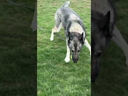How I teach dogs to bring the toy back