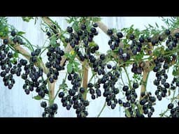 Delicious Grape Tomatoes, Unbelievably Easy to Grow – I Wish I’d Known Sooner!