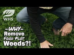 10 Big Reasons To Remove Weeds From Food Plots