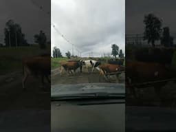 traffic jam Patagonia Chile
