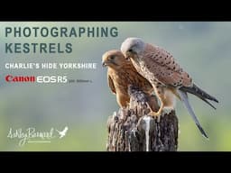 Photographing Kestrels - Charlies Hide Yorkshire